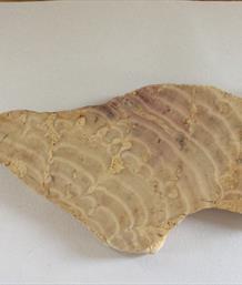 Stromatolite Beetroot Stone Gloucestershire 16cm x 9cm 415 grams Fossils4sale Stone Treasures