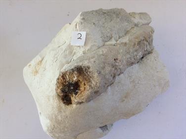 Sponge White Chalk Fossil Daneâ€™s Dyke 2 Flamborough, Humberside Cretaceous.16cm x 10cm 1.84Kg Stone Treasures Fossils4sale