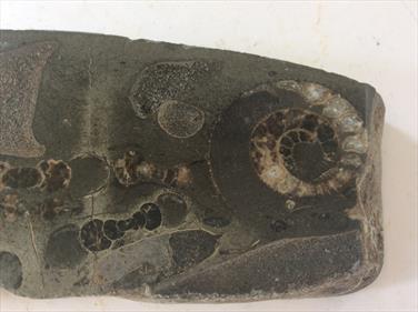 Ichthyosaurus Bone & Ammonite Polished Display Specimen Whitby UK 19.5cm x 5.5cm 382gms approx Fossils4sale Stone Treasures