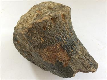 Plesiosaur Humerus Bone 1 specimen 12cm long 1,15kg UK Stone Treasures Fossils4sale