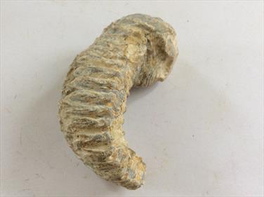 Oyster Rastellum Carinatum Marovoay 5.5cm 85gms Madagascar sourced by fossils4sale Stone Treasures