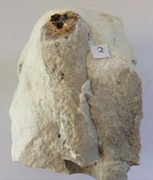 Sponge White Chalk Fossil Dane's Dyke 2 Flamborough, Humberside Cretaceous.16cm x 10cm 1.84Kg Stone Treasures Fossils4sale