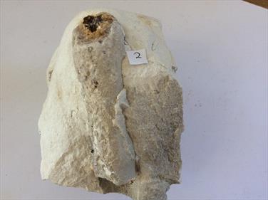 Sponge White Chalk Fossil Dane's Dyke 2 Flamborough, Humberside Cretaceous.16cm x 10cm 1.84Kg Stone Treasures Fossils4sale