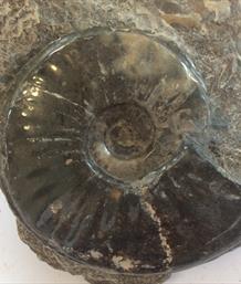 Eparietites Polished Ammonite 10.5cm x 10.5cm Overall diameter 7cm 538g Frodingham Ironstone Scunthorpe UK Stone Treasures Fossils4sale