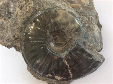 Eparietites Polished Ammonite 10.5cm x 10.5cm Overall diameter 7cm 538g Frodingham Ironstone Scunthorpe UK Stone Treasures Fossils4sale