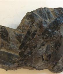 Coal Measure German specimen 13cm x 10 cm 500grams Fossils4sale Stone treasures