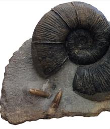 Ammonites/Nautilus