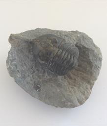 Trilobites