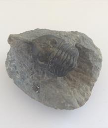 Trilobite fossil 4cm Morocco sourced fossils4sale Stone Treasures