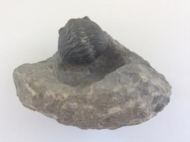 Trilobite fossil 4cm Morocco sourced fossils4sale Stone Treasures