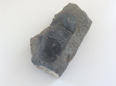 Trilobite 7cm fossil sourced fossils4sale Stone Treasures