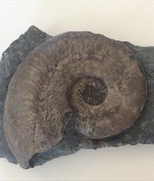 fossil Ammonite Harpoceras Falciferum diameter 8cm prepared by fossils4sale Stone Treasures