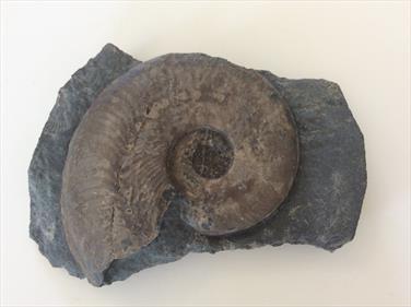 fossil Ammonite Harpoceras Falciferum diameter 8cm prepared by fossils4sale Stone Treasures