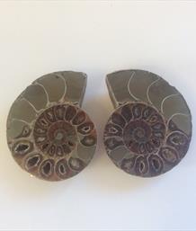 Polished Display Fossils