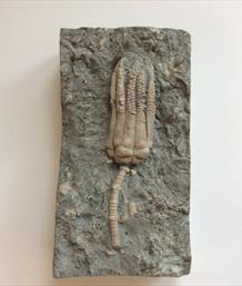 Crinoid fossil Encrinus Lilliformis Middle Triassic Muschelkalk Germany Sourced by Stone Treasures Fossils4sale