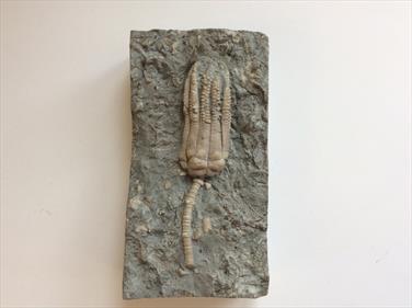 Crinoid fossil Encrinus Lilliformis Middle Triassic Muschelkalk Germany Sourced by Stone Treasures Fossils4sale