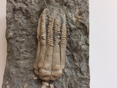 Crinoid fossil Encrinus Lilliformis Middle Triassic Muschelkalk Germany Sourced by Stone Treasures Fossils4sale