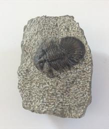 Trilobite Scabriscutellum scabrum Oufaten,  Atlas Mts. Morocco From an old collection Sourced by Stone Treasures fossils4sale