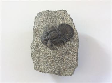 Trilobite Scabriscutellum scabrum Oufaten,  Atlas Mts. Morocco From an old collection Sourced by Stone Treasures fossils4sale