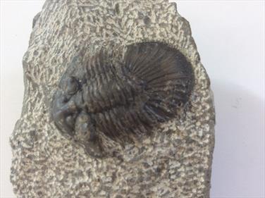 Trilobite Scabriscutellum scabrum Oufaten,  Atlas Mts. Morocco From an old collection Sourced by Stone Treasures fossils4sale