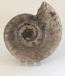 Apoderoceras Ammonite Crosby Warren Scunthorpe 12cm diameter Old collection prepared by Stone Treasures fossils4sale