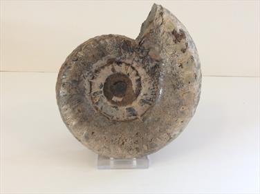 Apoderoceras Ammonite Crosby Warren Scunthorpe 12cm diameter Old collection prepared by Stone Treasures fossils4sale
