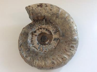 Apoderoceras Ammonite Crosby Warren Scunthorpe 12cm diameter Old collection prepared by Stone Treasures fossils4sale