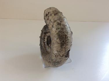 Apoderoceras Ammonite Crosby Warren Scunthorpe 12cm diameter Old collection prepared by Stone Treasures fossils4sale