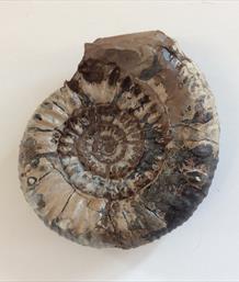 Apoderoceras Ammonite Crosby Warren Scunthorpe 6cm diameter Old collection prepared by Stone Treasures fossils4sal