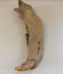 Cave Bear Jaw fossil Ursus spelaeus Pleistocene Romania length 30cm approx. Sourced by Stone Treasures fossils4sale 