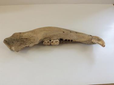 Cave Bear Jaw fossil Ursus spelaeus Pleistocene Romania length 30cm approx. Sourced by Stone Treasures fossils4sale