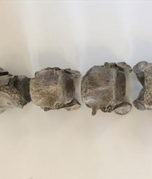 Cave Bear 4 Vertebra fossil Ursus spelaeus Pleistocene Romania length 23cm approx. Sourced by Stone Treasures fossils4sale