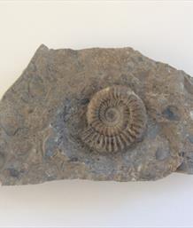 Arnioceras ammonite in matrix Frodingham Ironstone Scunthorpe Diameter 4.5cm Stone Treasure fossils4sale