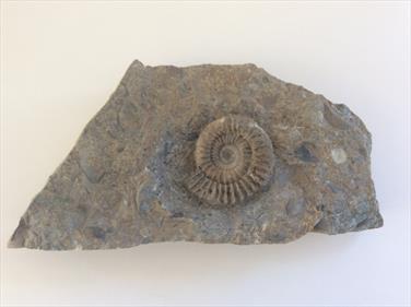 Arnioceras ammonite in matrix Frodingham Ironstone Scunthorpe Diameter 4.5cm Stone Treasure fossils4sale