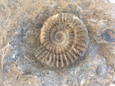 Arnioceras ammonite in matrix Frodingham Ironstone Scunthorpe Diameter 4.5cm Stone Treasure fossils4sale