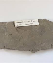 Mosquitos diptera larva fossils 14cm x 7cm Eocene Colorada From an old collection Sourced by Stone Treasures fossils4sale