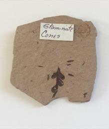 Leaf and Staminate (male cone) Montana USA 4cm x 4cm Sourced by Stone Treasure fossils4sale