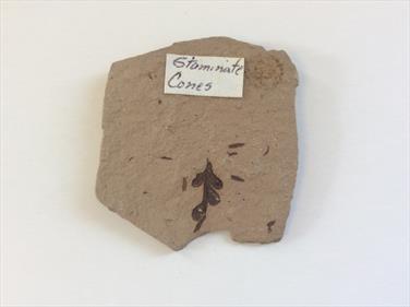 Leaf and Staminate (male cone) Montana USA 4cm x 4cm Sourced by Stone Treasure fossils4sale