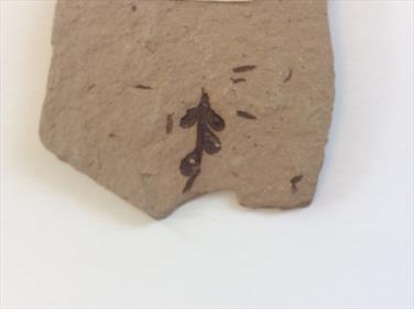 Leaf and Staminate (male cone) Montana USA 4cm x 4cm Sourced by Stone Treasure fossils4sale