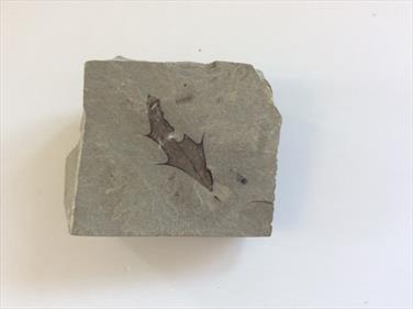 Leaf fossil Mahonia marginata Utah 3.8cm x 4.5cm approx.Sourced by Stone Treasures fossils4sale