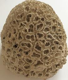 Coral 3 Dichocoenia calooshahatcheenis Fossil (Stony Coral) 410g Shell Creak, South Florida USA Stone Treasures Fossils4sale