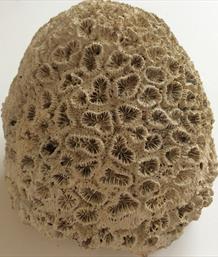 Coral 3 Dichocoenia calooshahatcheenis Fossil (Stony Coral) 410g Shell Creak, South Florida USA Stone Treasures Fossils4sale