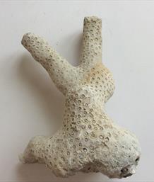 Coral Oculina sarasotana Fossil Florida 12cm x 8cm 200g Stone Treasures Fossils4sale