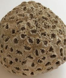 Coral 2 Dichocoenia calooshahatcheenis Fossil (Stony Coral) 423g Shell Creak, South Florida USA