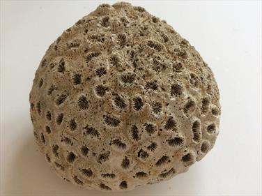 Coral 2 Dichocoenia calooshahatcheenis Fossil (Stony Coral) 423g Shell Creak, South Florida USA