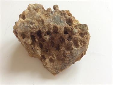 Coral Isatrea Calcite filled Drvd. Jurasssic. Farringdon UK 130g Stone Treasures Fossils4sale