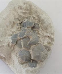 Marsuiptes partial specimen with several polygonal plates. Chalk Fossil from Danes Dyke Flamborough. Matrix 8cm x 8cm 370gms Plates 5cm x 4cm Approx Stone Treasures Fossils4sale