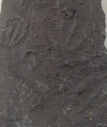 Trilobite Group of Fossil Imprints Probably Welsh 10cm x 5.5cm 147gms Stone Treasures Fossils4sale