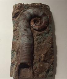 Nautiloid Trilacinoceras Lai et Tsi 1 Hunanese Hunan China. 8.7cm x 4.6cm 130 gms Stone Treasures Fossils4sale