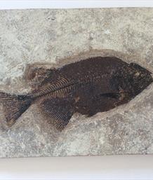 Fish Phareodus encaustus Fossil Green River Wyoming 16cm x 7cm Matrix 15.7cm x 24.5cm 1.44Kg